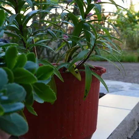 Maria * לריסוס